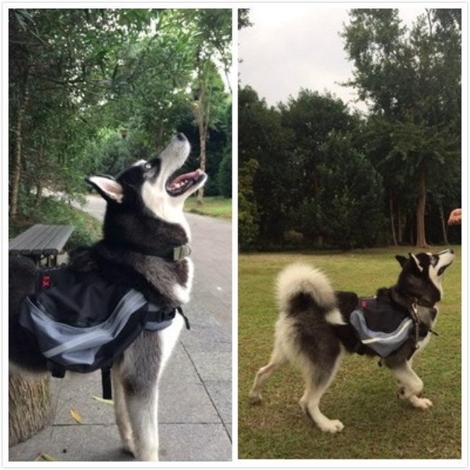 Dogs go out from backpack