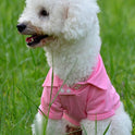 Thin breathable dog vest