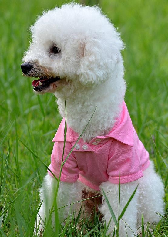 Thin breathable dog vest