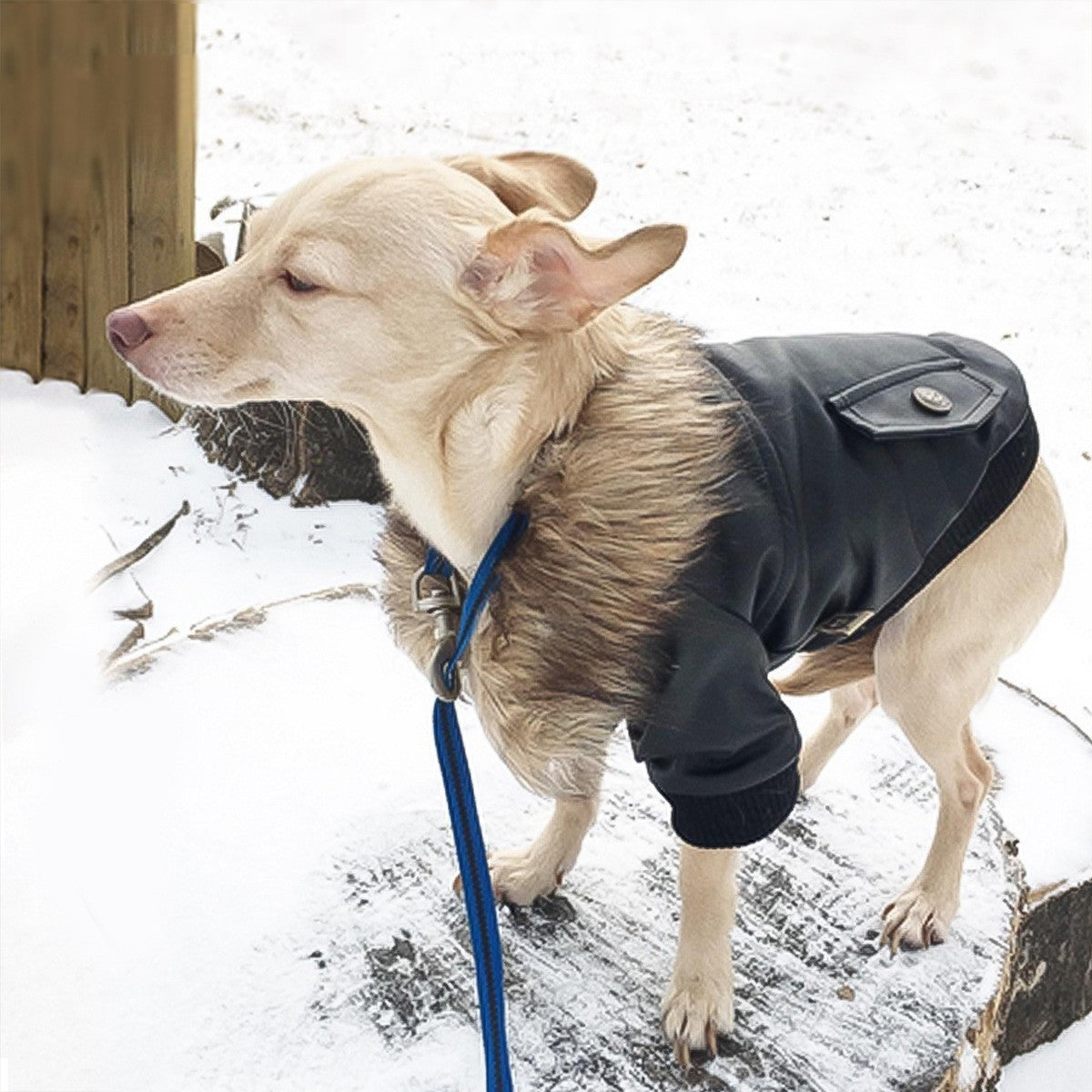 Autumn And Winter Clothes Dog Fur Collar Leather Coat