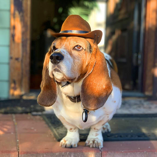 New Cat Dog Cowboy Hat